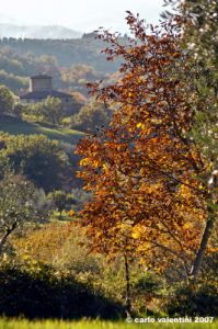 pelago_campagna029