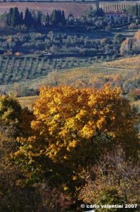 pelago_campagna034
