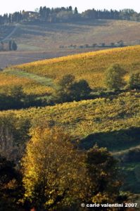 pelago_campagna043