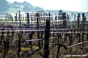 pelago_campagna5