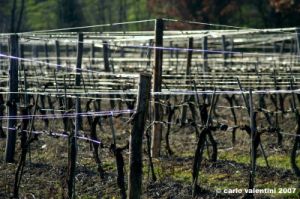 pelago_campagna6