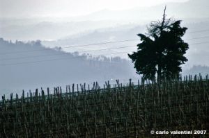 pelago_campagna8