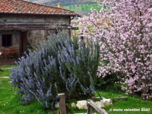 pelago_primavera02