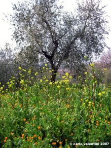 pelago_primavera06