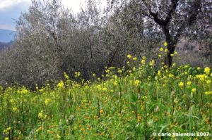 pelago_primavera08