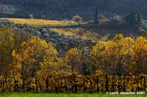 pontassieve_campagna01