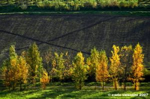 pontassieve_campagna02