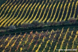 pontassieve_campagna07