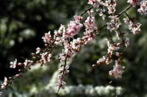 primavera02