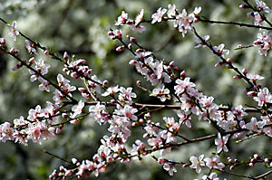 primavera04