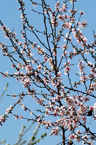 primavera05