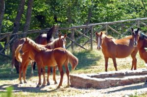 riserva_monte_penna05
