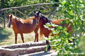 riserva_monte_penna06