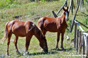 riserva_monte_penna07