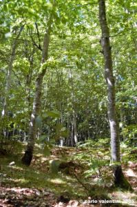 riserva_monte_penna14