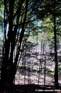 riserva_monte_penna15