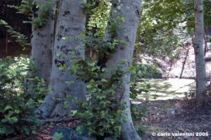 riserva_monte_penna18