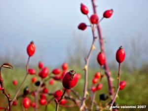 rosa_canina02