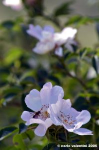 rosa_di_rovo004