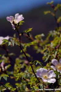 rosa_di_rovo006