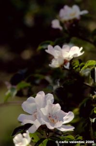 rosa_di_rovo008