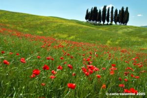 san_quirico_orcia15