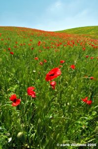 san_quirico_orcia16