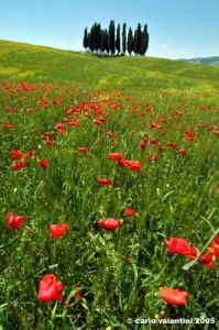 san_quirico_orcia18