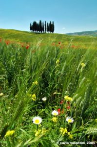 san_quirico_orcia21