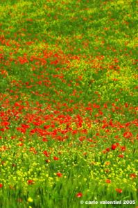 san_quirico_orcia27