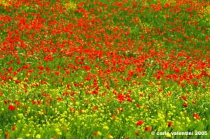 san_quirico_orcia28