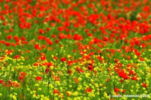 san_quirico_orcia29