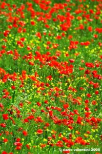 san_quirico_orcia30