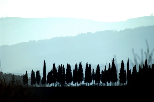 sant_ellero_cipressi3