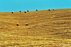 siena977_10