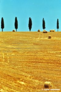 siena977_11