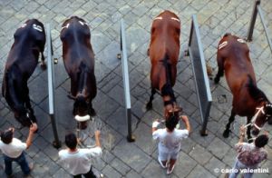 siena_palio877_11