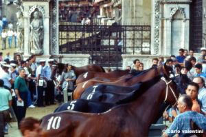 siena_palio877_19