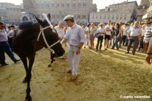 siena_palio880_15