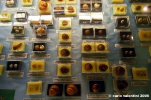 sovana_museo_malacologico19