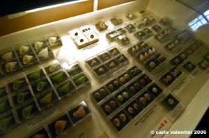 sovana_museo_malacologico21