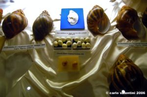 sovana_museo_malacologico24