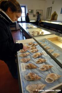 sovana_museo_malacologico28