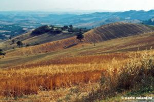 talamone984_23