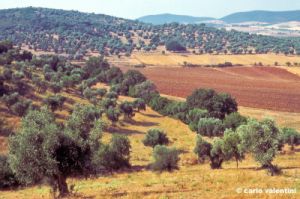 talamone984_40