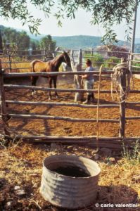 talamone985_06