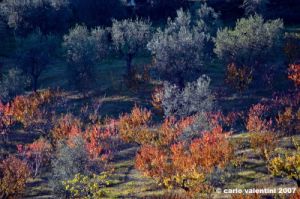 tosi_campagna003