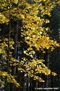 vallombrosa001