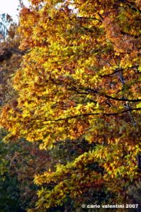 vallombrosa002