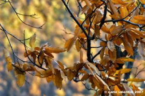 vallombrosa003